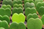 Green Heart Shape Plant Stock Photo