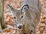 Isolated Image Of A Cute Wild Deer In Forest In Autumn Stock Photo