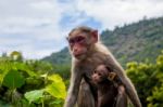 A Monkey And Its Baby Stock Photo