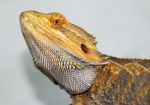 Bearded Dragon Stock Photo