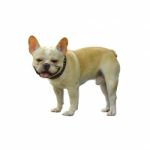 French Bulldog Stock Photo