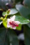 Hibiscus Wa Meae Sub Species Hannerae From Hawaii Stock Photo