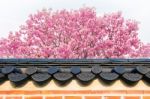 Cherry Blossom With Roof Of Temple In Spring Stock Photo