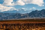 Volcano Aconcagua And Vineyard In The Argentine Province Of Mend Stock Photo
