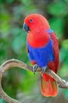 Female Eclectus Parrot Stock Photo