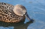 Cape Shoveler (anas Smithii) Stock Photo