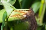 Growing Corn Stock Photo