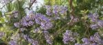 Colourful Blooming Jacaranda Tree Stock Photo