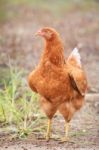 Brown Hen Chicken Standing In Field Use For Farm Animals, Livest Stock Photo