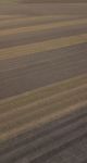 Cotton Field In The Countryside Stock Photo