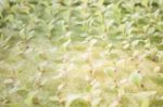 Hydrophonic Plantation Of Vegetable Salad Stock Photo