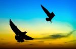 Silhouetted Two Seagull Flying At Colorful Sunset Stock Photo