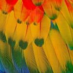 Scarlet Macaw Feathers Stock Photo