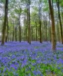 Bluebells In Wepham Woods Stock Photo