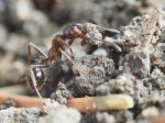 Ant Outside In The Garden Stock Photo