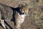 Cheetah In Namibia Stock Photo