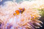 Cartoon Fish Near Sea Anemone Stock Photo