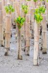 Mangroves Reforestation In Coast Of Thailand Stock Photo