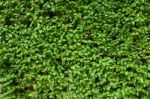 Green Leaf Background, Fresh Greenery Color Pattern Stock Photo