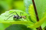 Ant-mimic Cricket Stock Photo