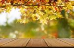 Perspective Wood Counter With Jananese Maple Tree Garden In Autu Stock Photo