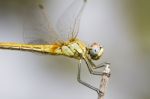 Red-veined Darter Dragonfly Stock Photo