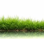 Green Grass Stock Photo