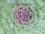 Top View Cauliflower  Abstract Background Stock Photo