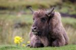 European Bison (bison Bonasus) Stock Photo