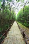 Walkway In Mangrove Forest Stock Photo