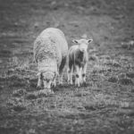 Sheep On The Farm During The Day Stock Photo