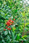 Cherry With Ripe Berries Branch Stock Photo