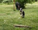 Dog Jump Stock Photo