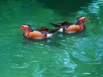 Two Female Of Mandarin Duck Floating On Clear Water Stock Photo