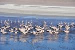 Flamingo In Bolivia Stock Photo