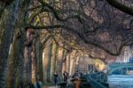 Sunlit London Plane Trees Next To The Houses Of Parliament Stock Photo