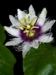 Passiflora Edulis Stock Photo