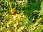 Pumpkin Growing In The Garden Stock Photo