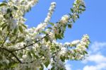 The Blooming Of Apple Trees Stock Photo