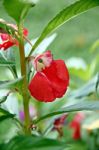 Garden Balsam Or Rose Balsam Stock Photo