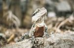 Water Dragon Outside During The Day Stock Photo