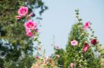 The Pink Hibiscus Flowers Stock Photo