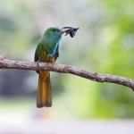 Blue-bearded Bee-eater Stock Photo