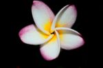 Frangipani Stock Photo