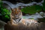 Bengal Tiger Stock Photo