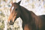 Horse In The Paddock Stock Photo