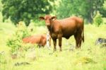 Country Cows Stock Photo