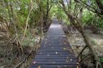 The Walkway Is Made Of Wood. For A Walk To The Mangroves Stock Photo