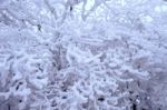 Trees Is Covered By Snow In Winter Stock Photo