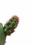 Prickly Cactus Stock Photo